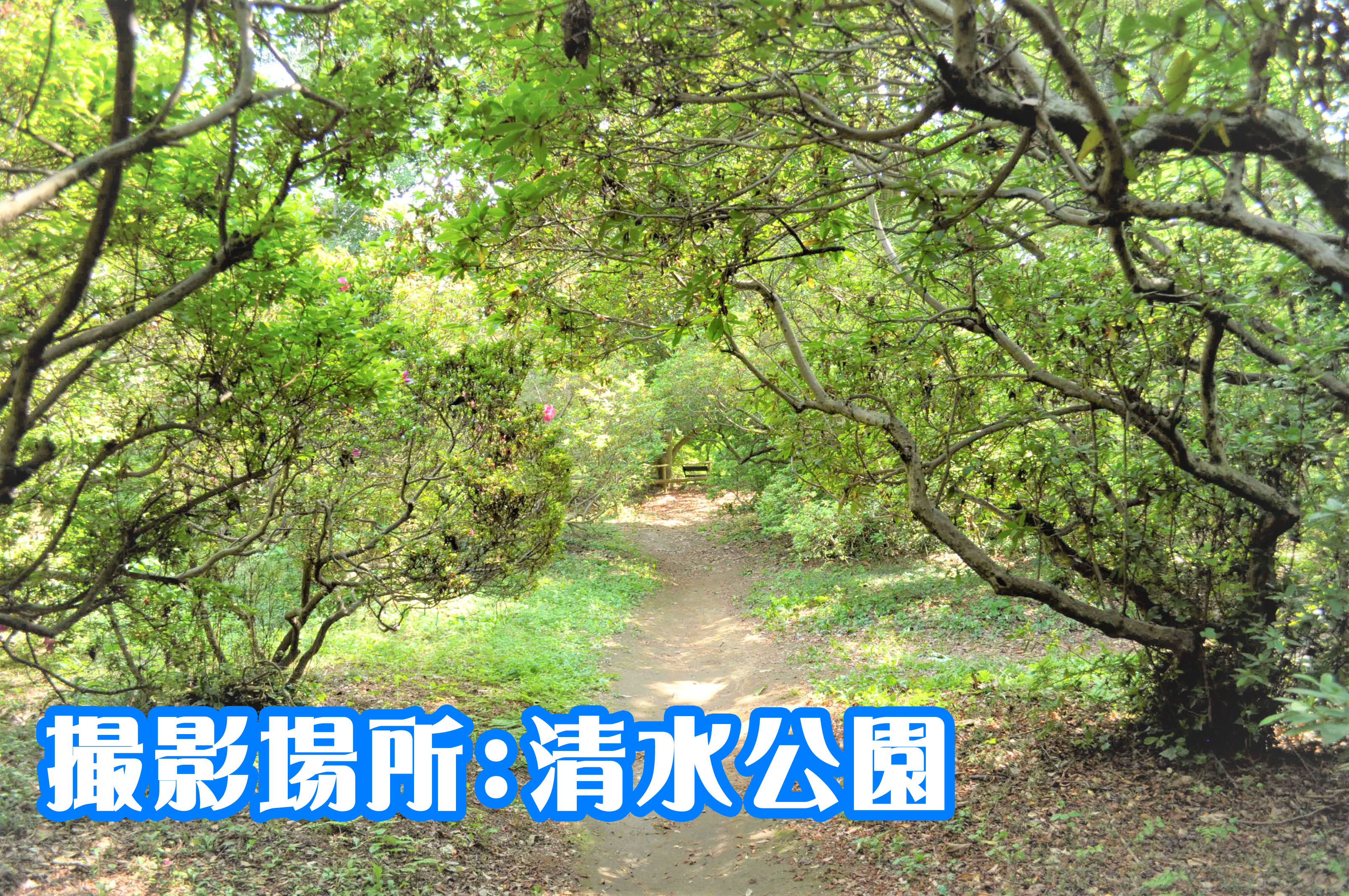 撮影場所：清水公園